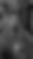La photo du membre